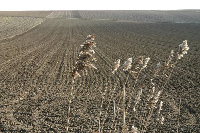 Rheinhessischer Frühling bei udenheim