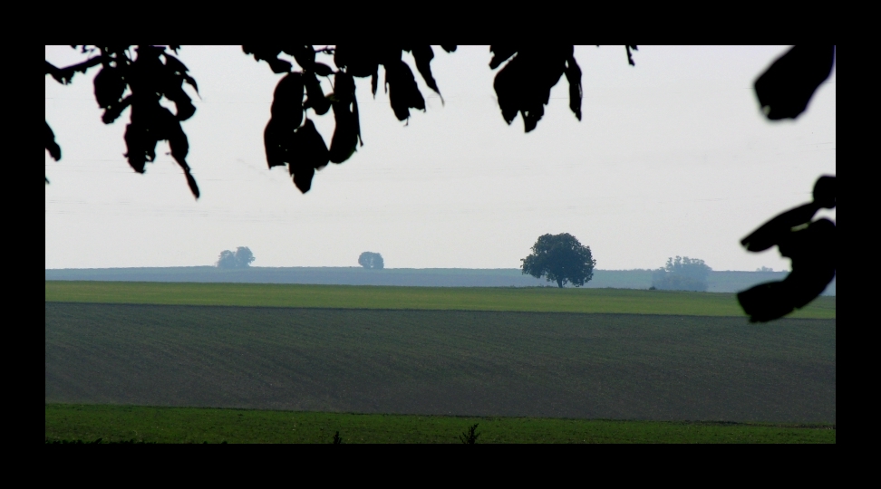 rheinhessischer Herbst