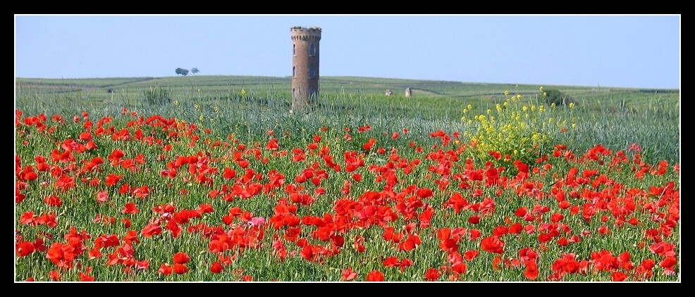 rheinhessischer Mohn