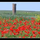 rheinhessischer Mohn