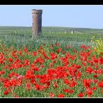 rheinhessischer Mohn