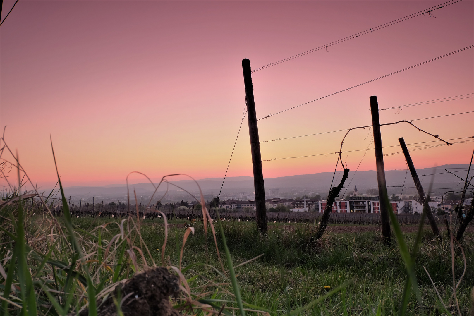 Rheinhessischer Sonnenuntergang 