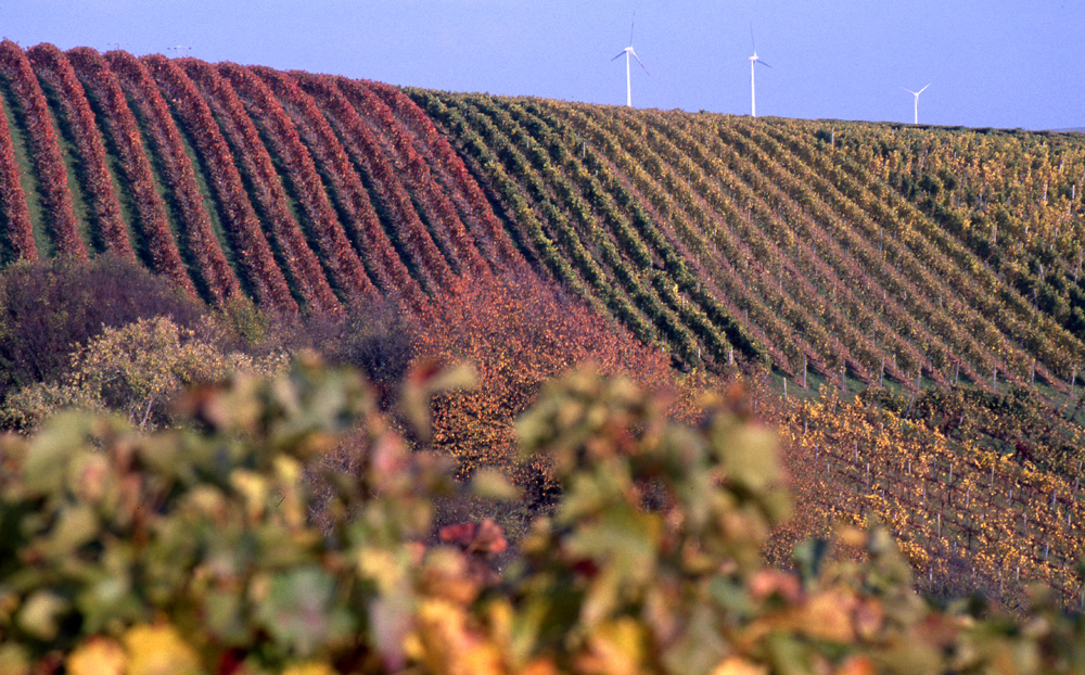 Rheinhessisches Hügelland II