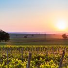 Rheinhessisches Tafel- und Hügelland bei Badenheim