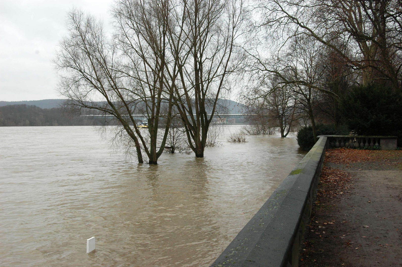 Rheinhochwasser 2010 an der Bonner Rheinaue