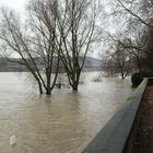 Rheinhochwasser 2010 an der Bonner Rheinaue