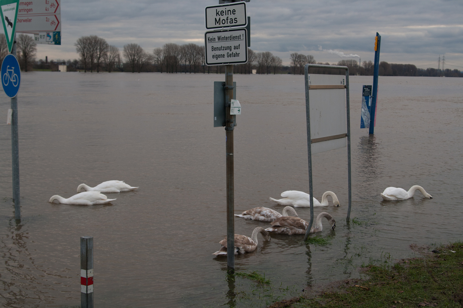 Rheinhochwasser...