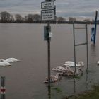 Rheinhochwasser...