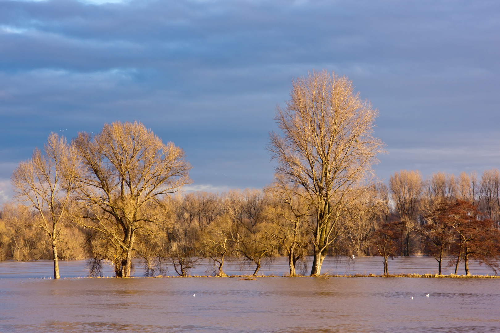 Rheinhochwasser