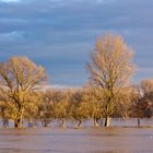 Rheinhochwasser