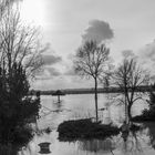 Rheinhochwasser bei Mondorf