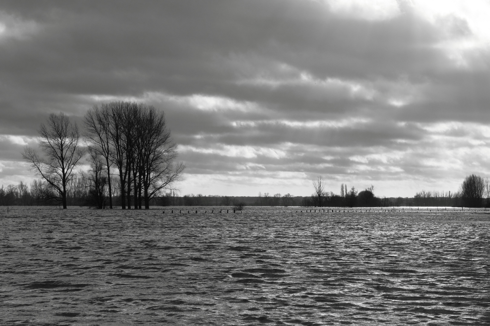 Rheinhochwasser bei Wesel / Ndrh.