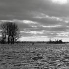 Rheinhochwasser bei Wesel / Ndrh.