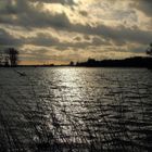 Rheinhochwasser bei Xanten