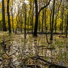 Rheinhochwasser