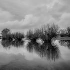 Rheinhochwasser