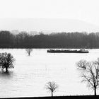 Rheinhochwasser Februar 1977