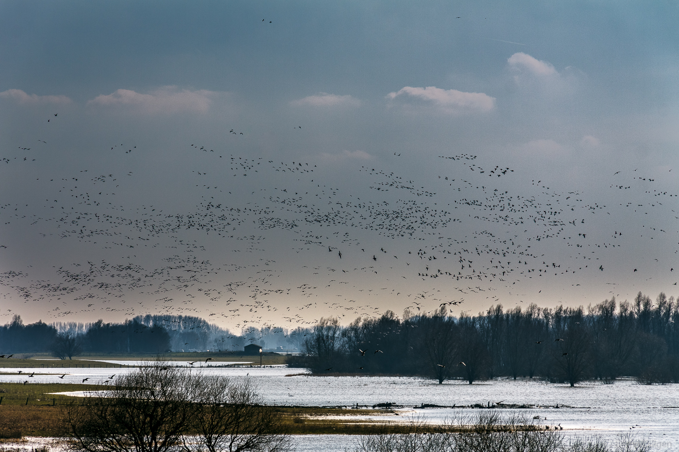 Rheinhochwasser in Bislich...