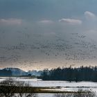 Rheinhochwasser in Bislich...