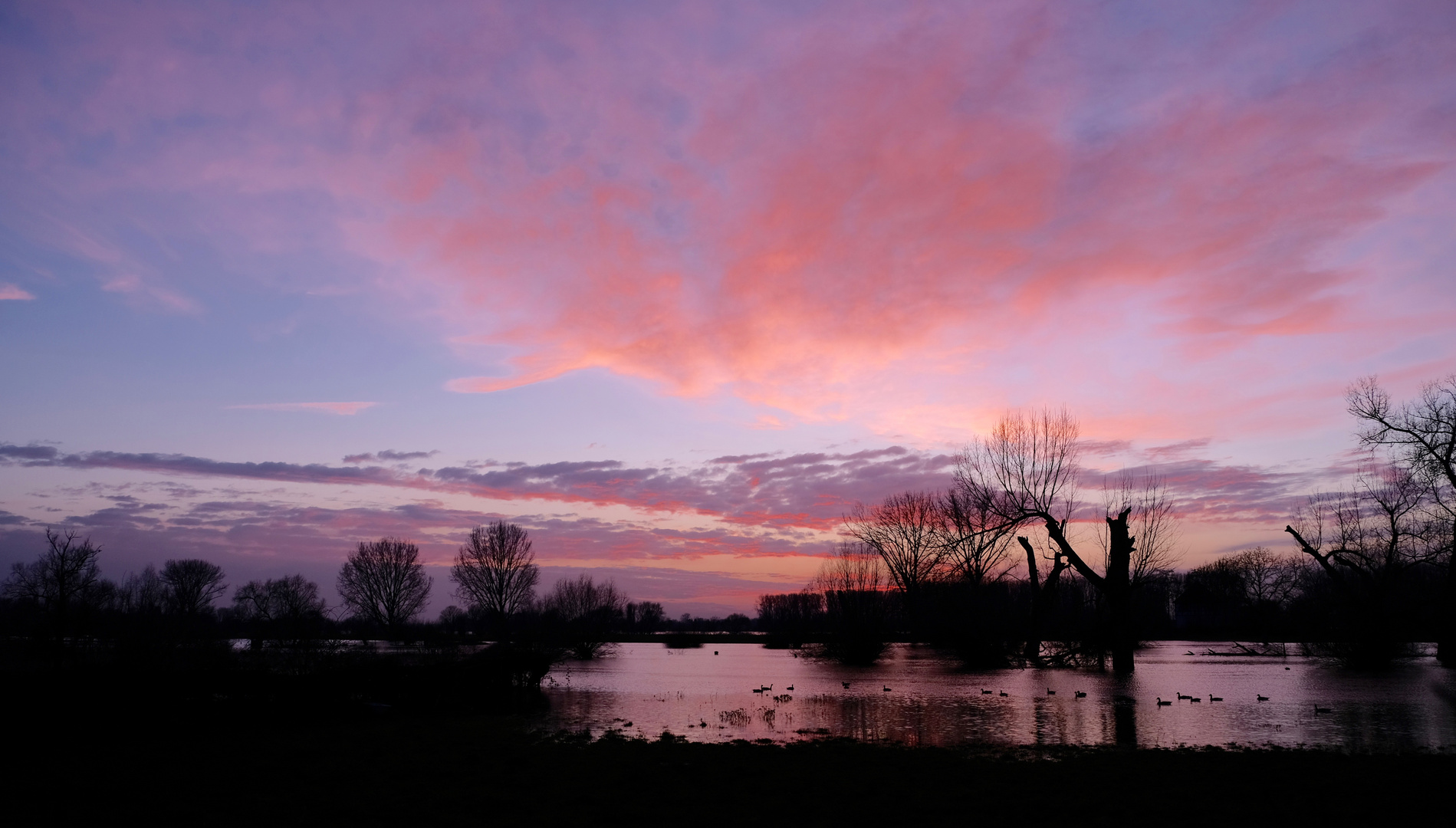 Rheinhochwasser in blauer Stunde