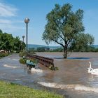 Rheinhochwasser in Mainz im Juni