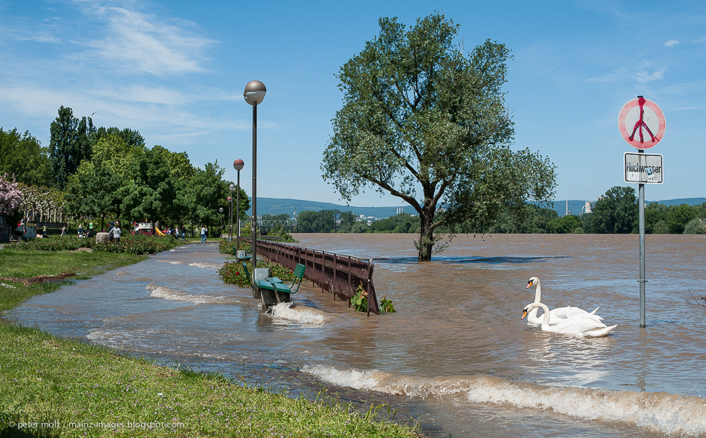 Rheinhochwasser in Mainz im Juni