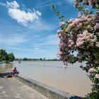 Rheinhochwasser in Mainz im Juni (II)
