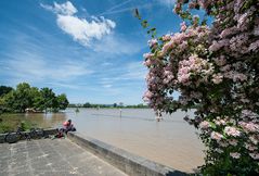 Rheinhochwasser in Mainz im Juni (II)