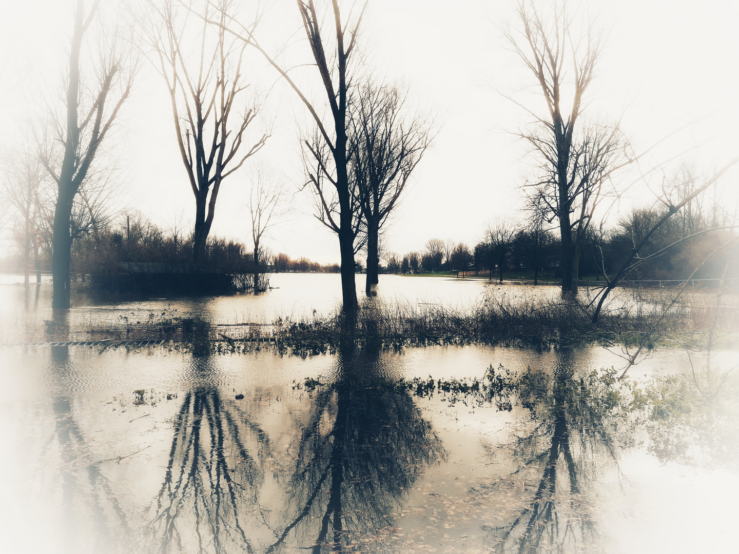 Rheinhochwasser Januar 2018