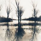 Rheinhochwasser Januar 2018