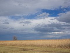 Rheinholz am 25. Dezember bei Föhnlage und 15°C