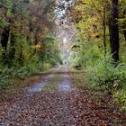 Rheininsel Rohrhöfer Allee