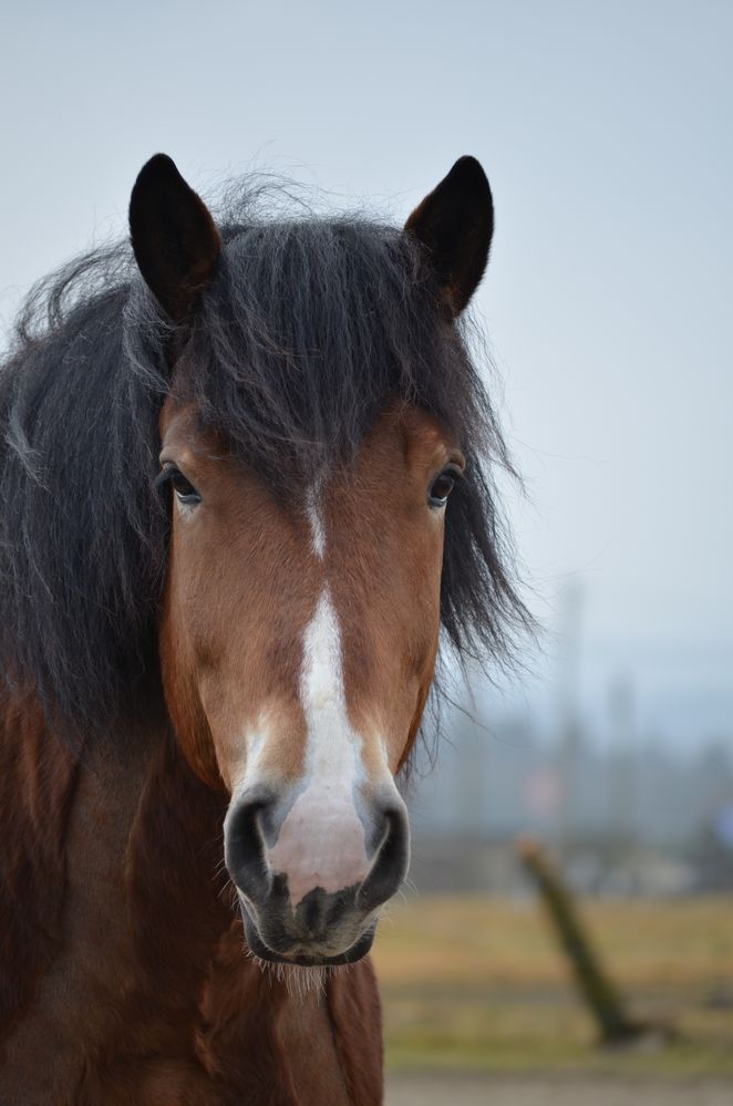 Rheinisch-Deutsches Kaltblut Foto & Bild | tiere, haustiere, pferde ...
