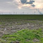 rheinische Ackerlandschaft im Frühling (HDRI)