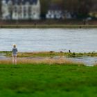 Rheinische Entenschau an den Poller Wiesen