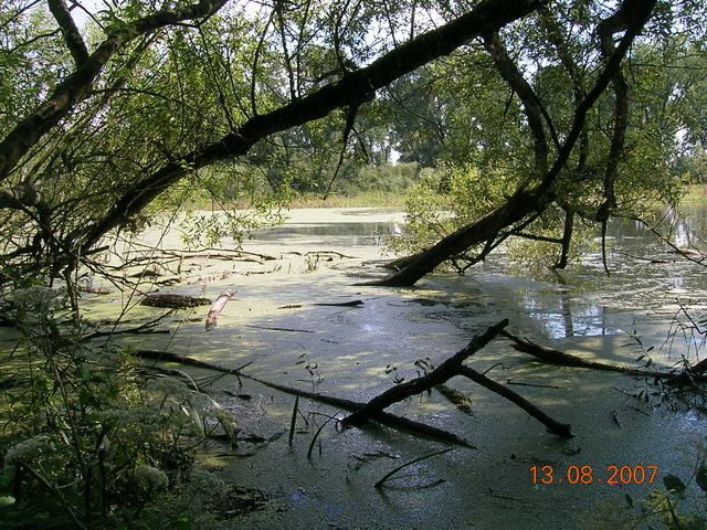 Rheinischer Amazonas