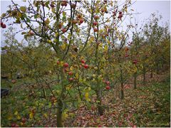 Rheinischer Bohnapfel im November