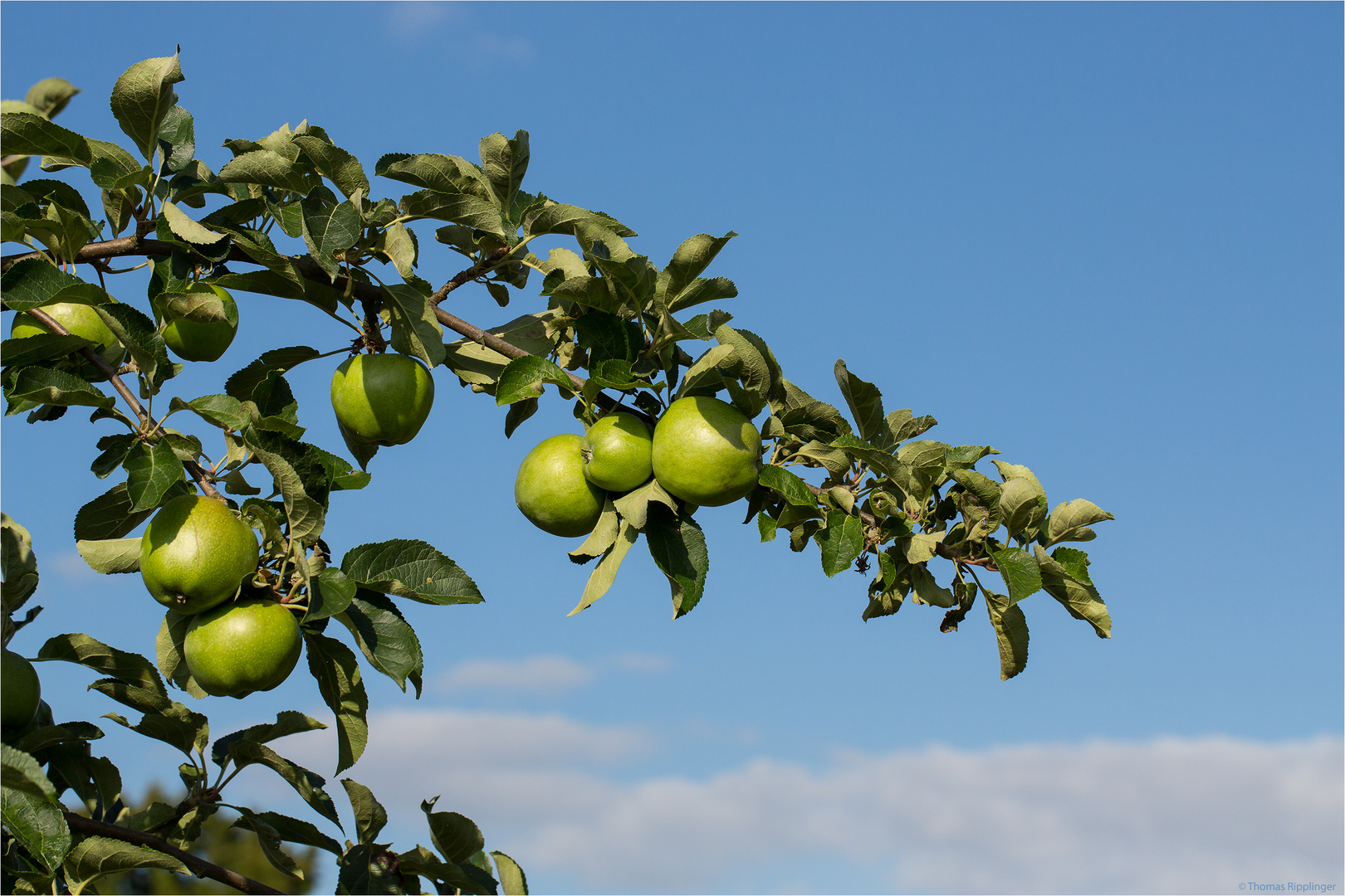 Rheinischer Bohnapfel im Sommer