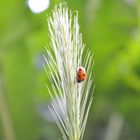 Rheinischer Käfer :)