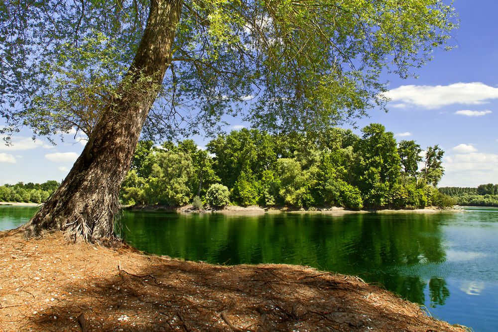 Rheinlandschaft von Schuller Sorin 