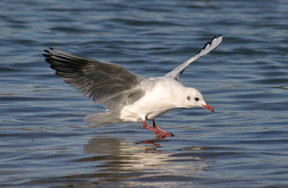 "Rheinmöwe"