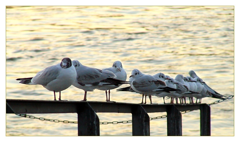 Rheinmöwenreihe..