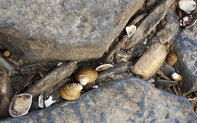 Rheinmuscheln