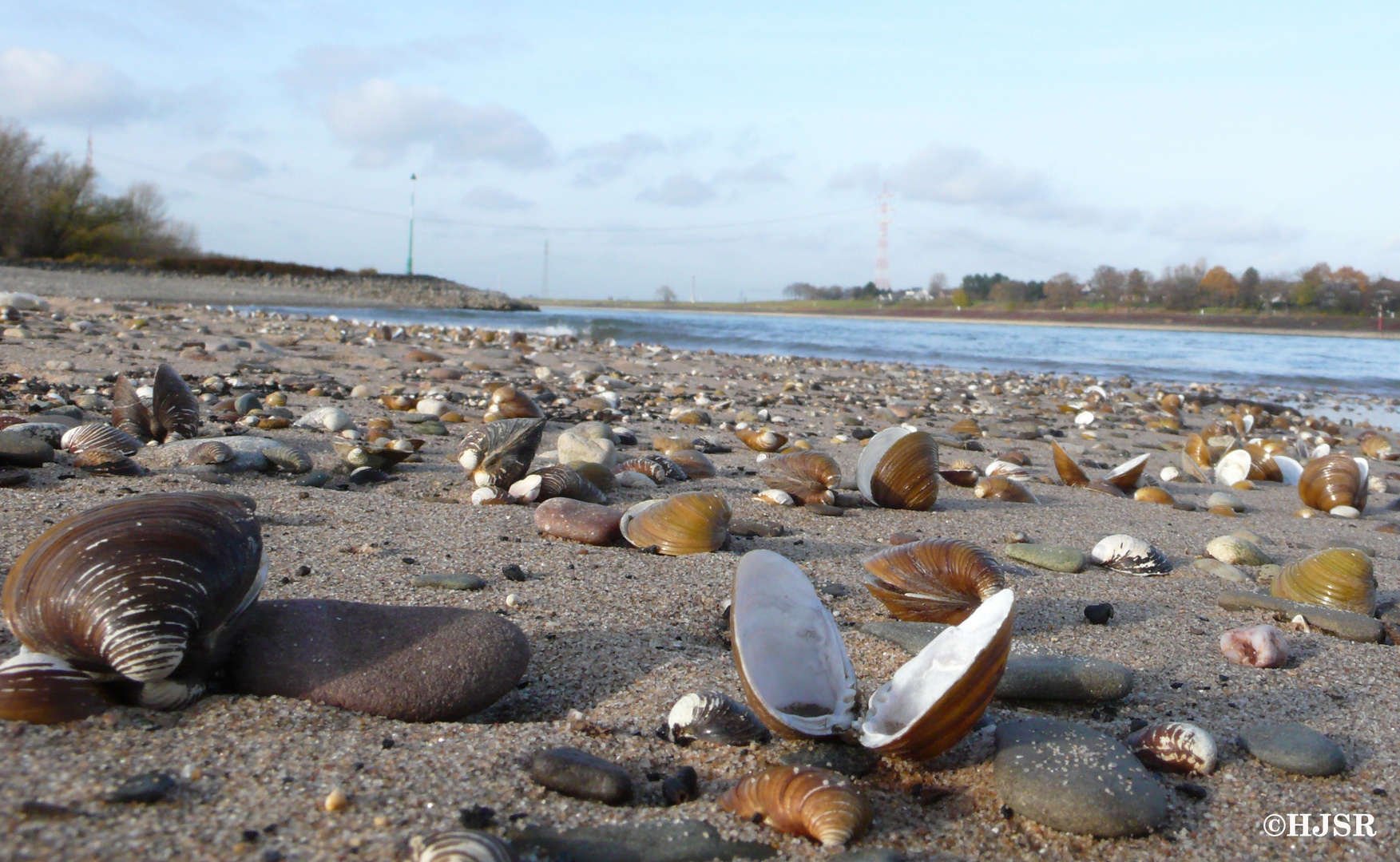 Rheinmuscheln bei Nierst