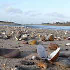 Rheinmuscheln bei Nierst