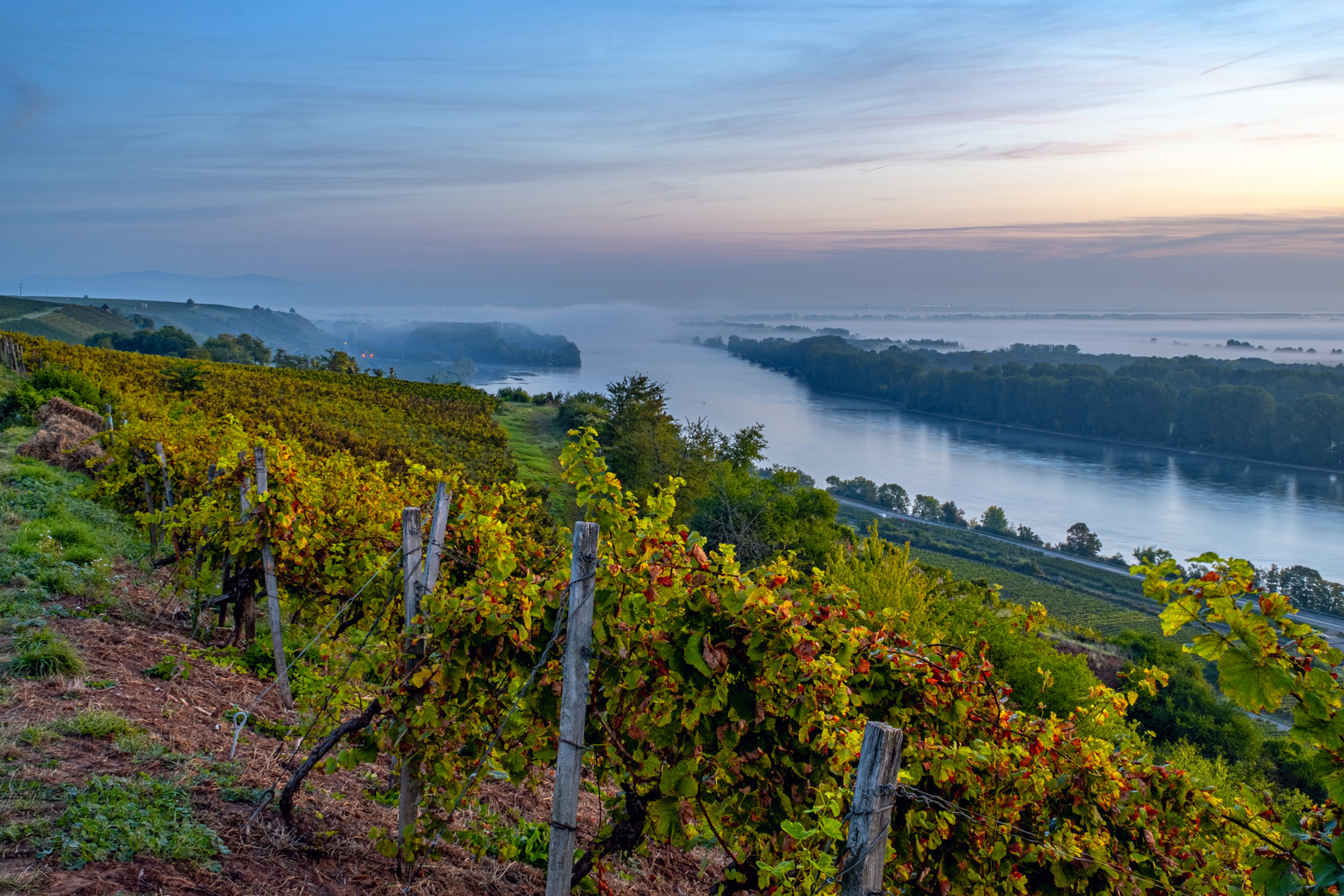 Rheinnebel