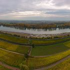 Rheinniedrigwasser 2015 bei Nackenheim in Herbstfarben