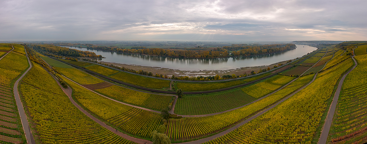 Rheinniedrigwasser 2015 bei Nackenheim in Herbstfarben