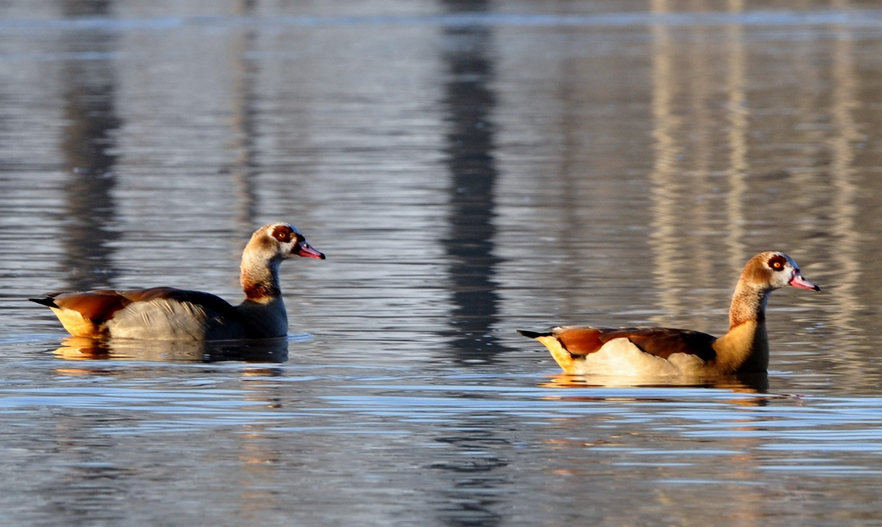 Rheinnilgänse im Winter