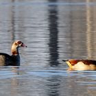 Rheinnilgänse im Winter